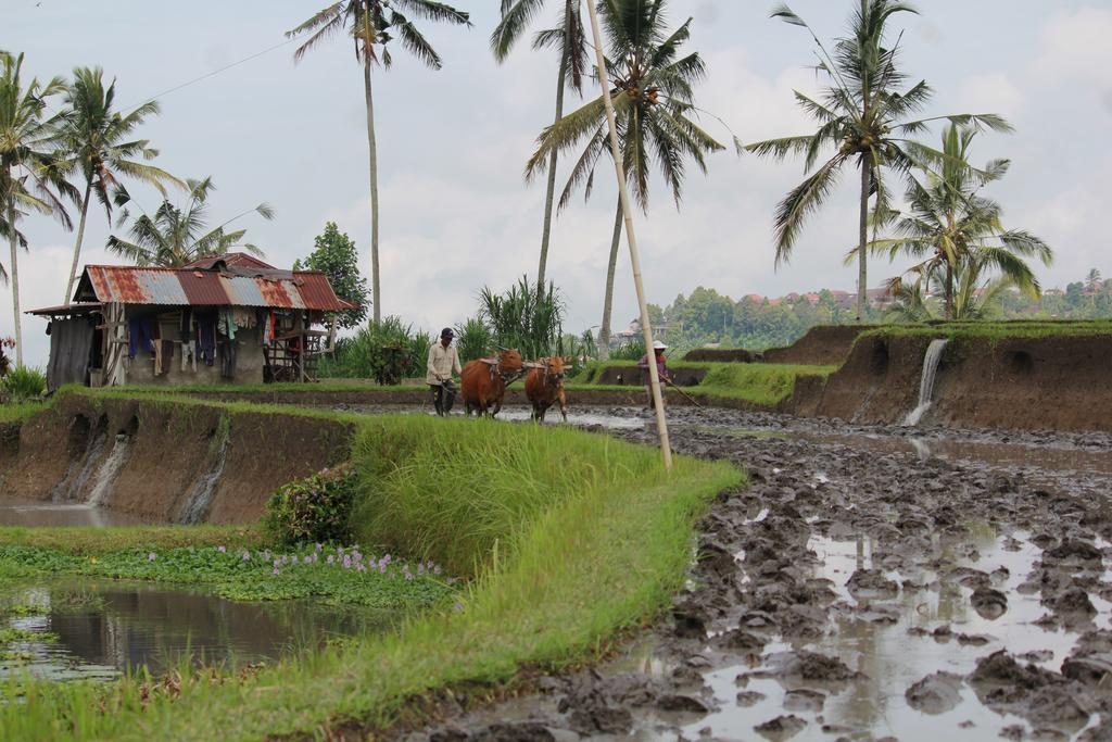 Melanting Cottages Munduk Exterior foto